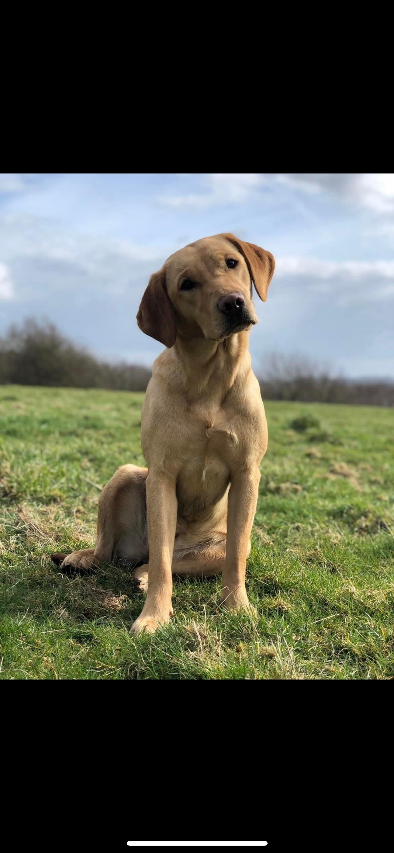 Dove Valley Gundogs